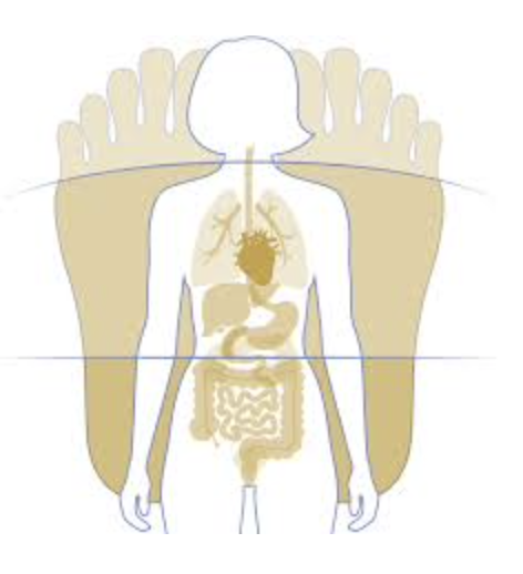 réflexologie plantaire schéma pieds