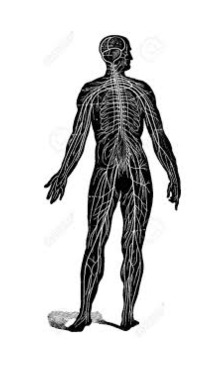 réflexologie plantaire genève